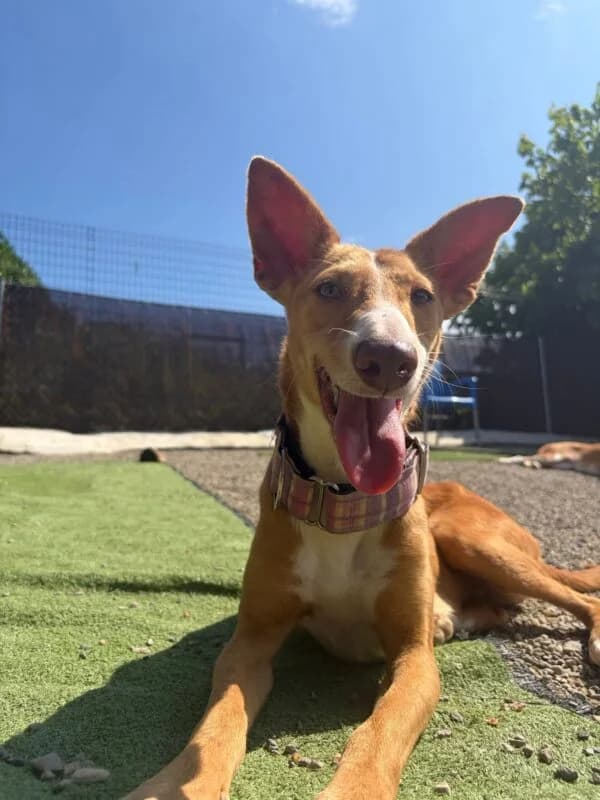 MIJILLA, female Galgo Español for adoption at Galgos en Familia