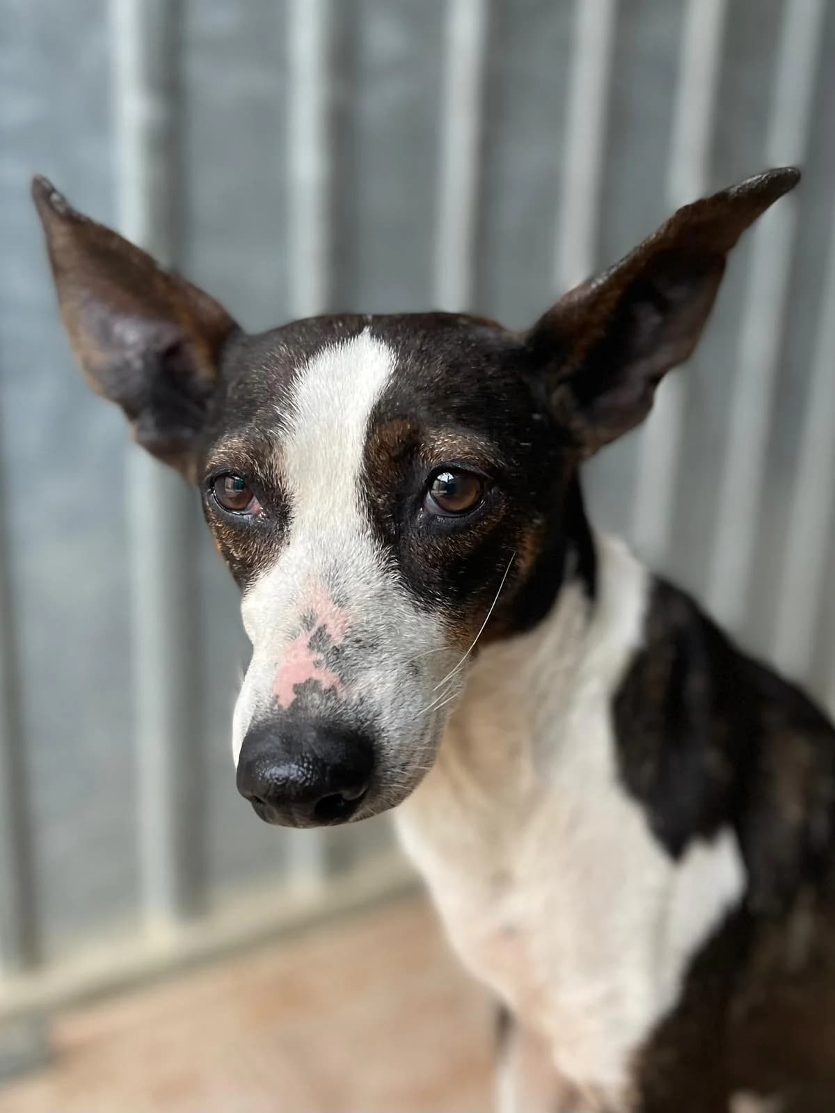 ROSQUILLA, female Podenco for adoption at Galgos en Familia