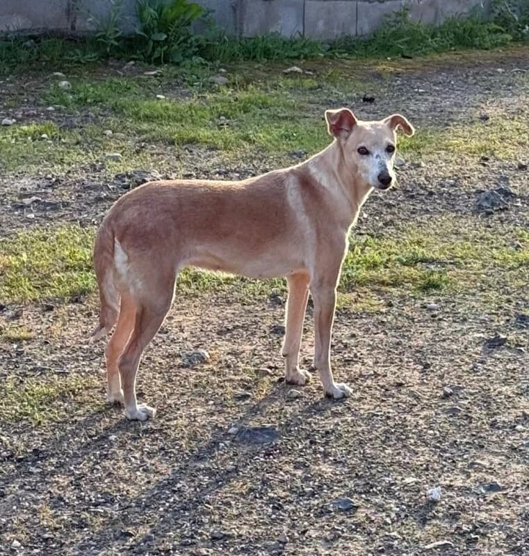 BABI, female Galgo Español for adoption at Galgos en Familia