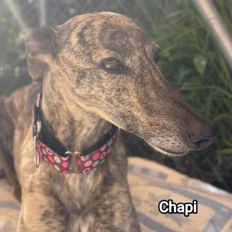 CHAPI, female Galgo Español for adoption at Galgos en Familia