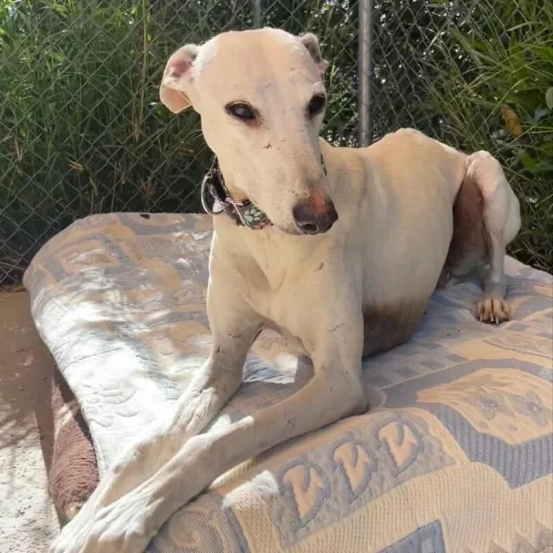 ABRIL,  Galgo Español for adoption at Galgos en Familia