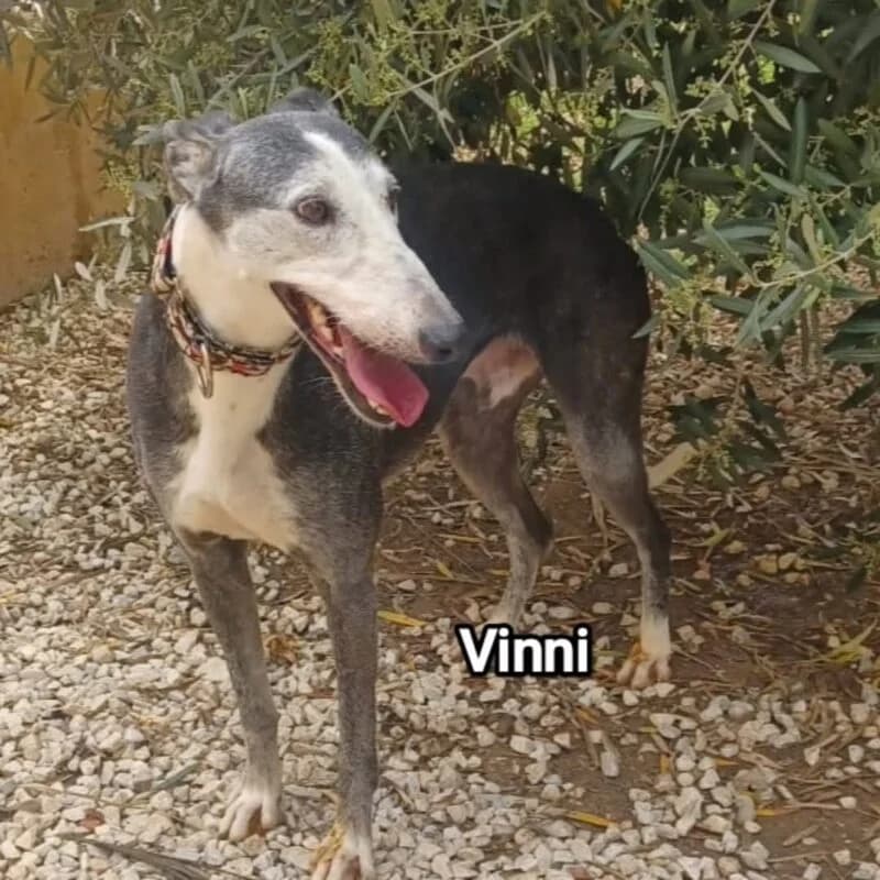 VINI, male Galgo Español for adoption at Galgos en Familia