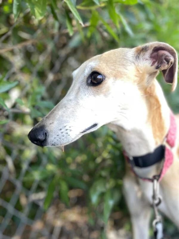 ZAIDA, female Galgo Español for adoption at Galgos en Familia