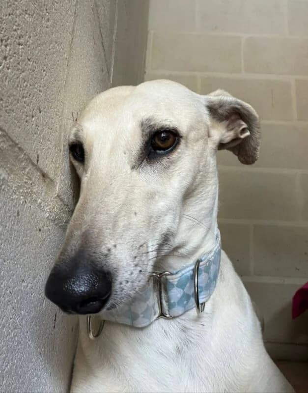 NATILLA, female Galgo Español for adoption at Galgos en Familia