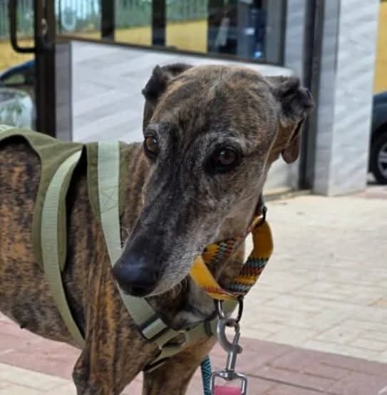 NUTELA,  Galgo Español for adoption at Galgos en Familia