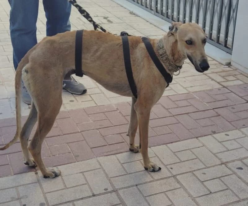 POLEO, male Galgo Español for adoption at Galgos en Familia