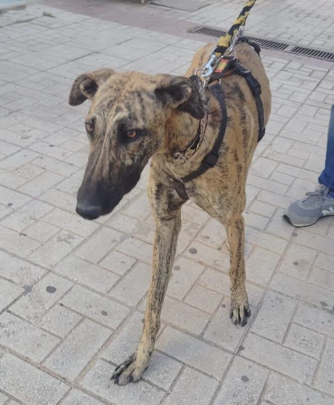 POLEO, male Galgo Español for adoption at Galgos en Familia