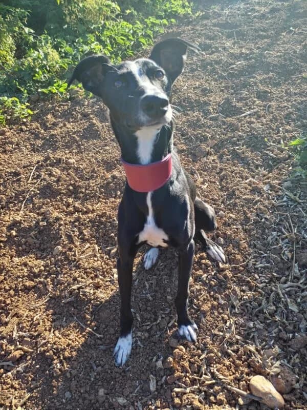TOMILLO, male puppy Galgo Español for adoption at Galgos en Familia