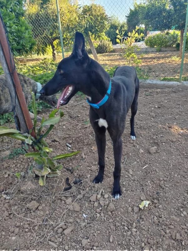 ROMERO, male Galgo Español for adoption at Galgos en Familia