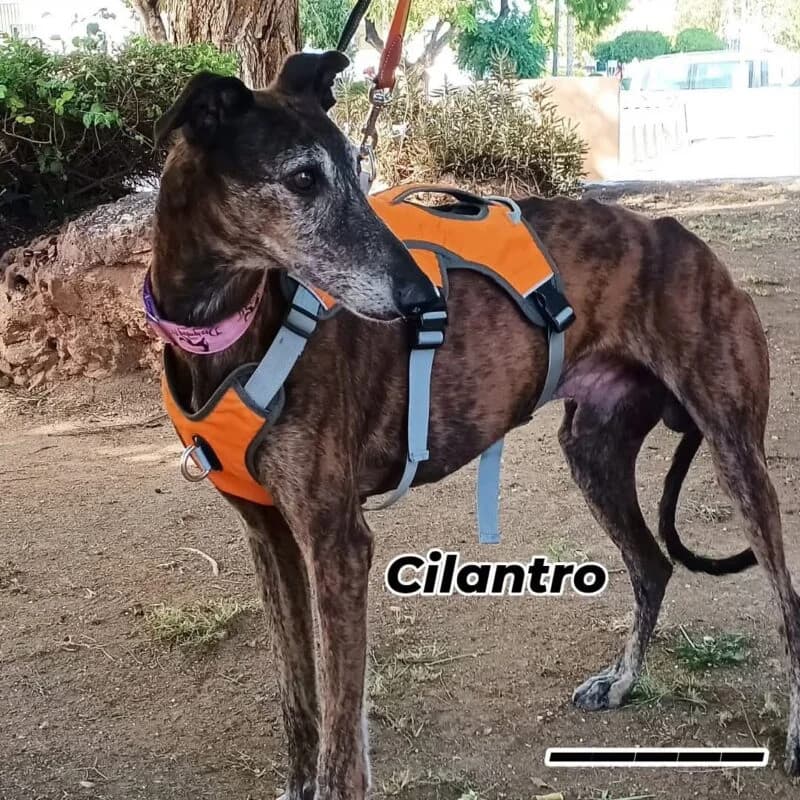 CILANTRO, male Galgo Español for adoption at Galgos en Familia