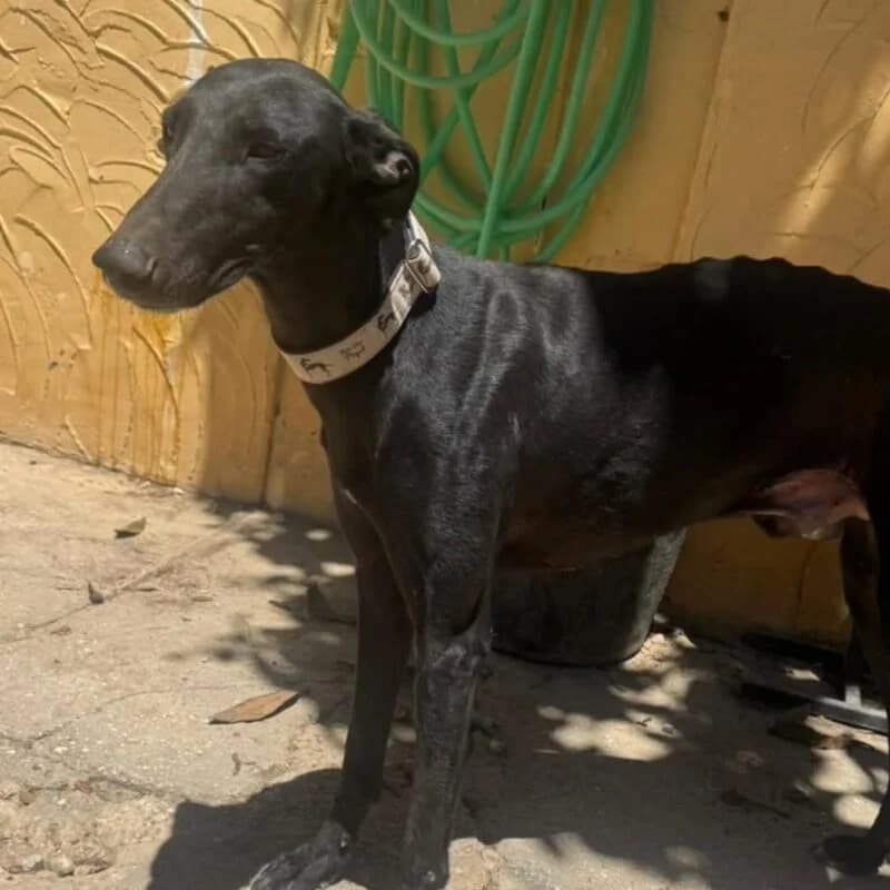 HINOJO, male Galgo Español for adoption at Galgos en Familia
