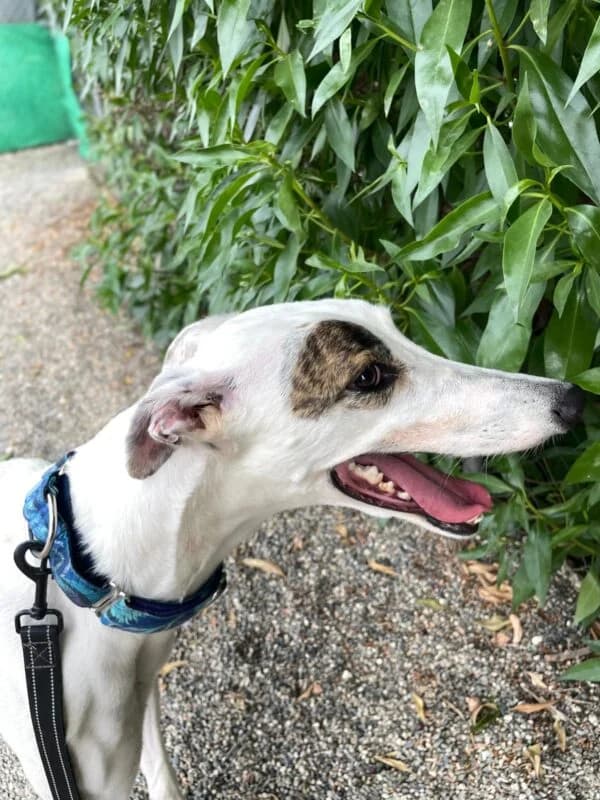 MELISSA, female Galgo Español for adoption at Galgos en Familia