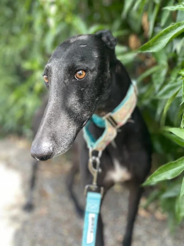 CURRY, male Galgo Español for adoption at Galgos en Familia