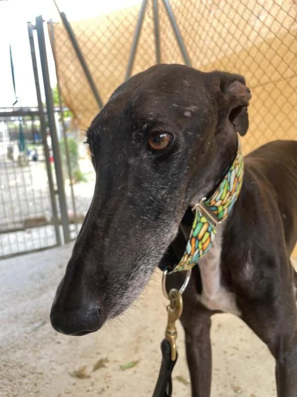 COMINO, male Galgo Español for adoption at Galgos en Familia