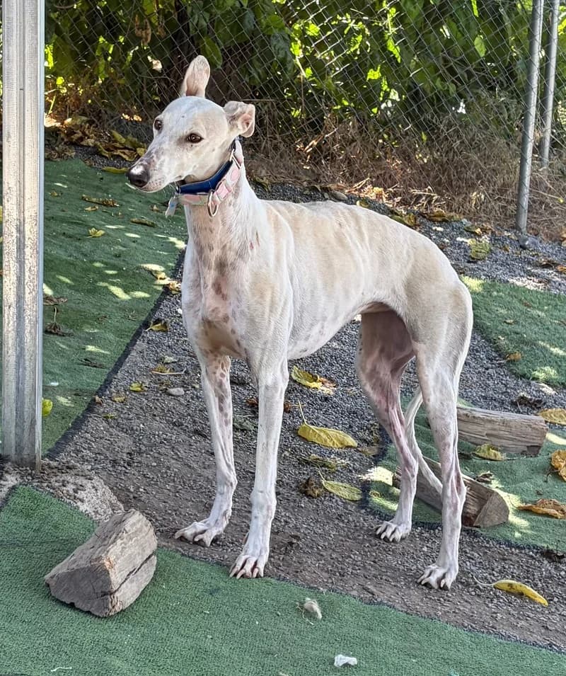 OLIVA, female Galgo Español for adoption at Galgos en Familia