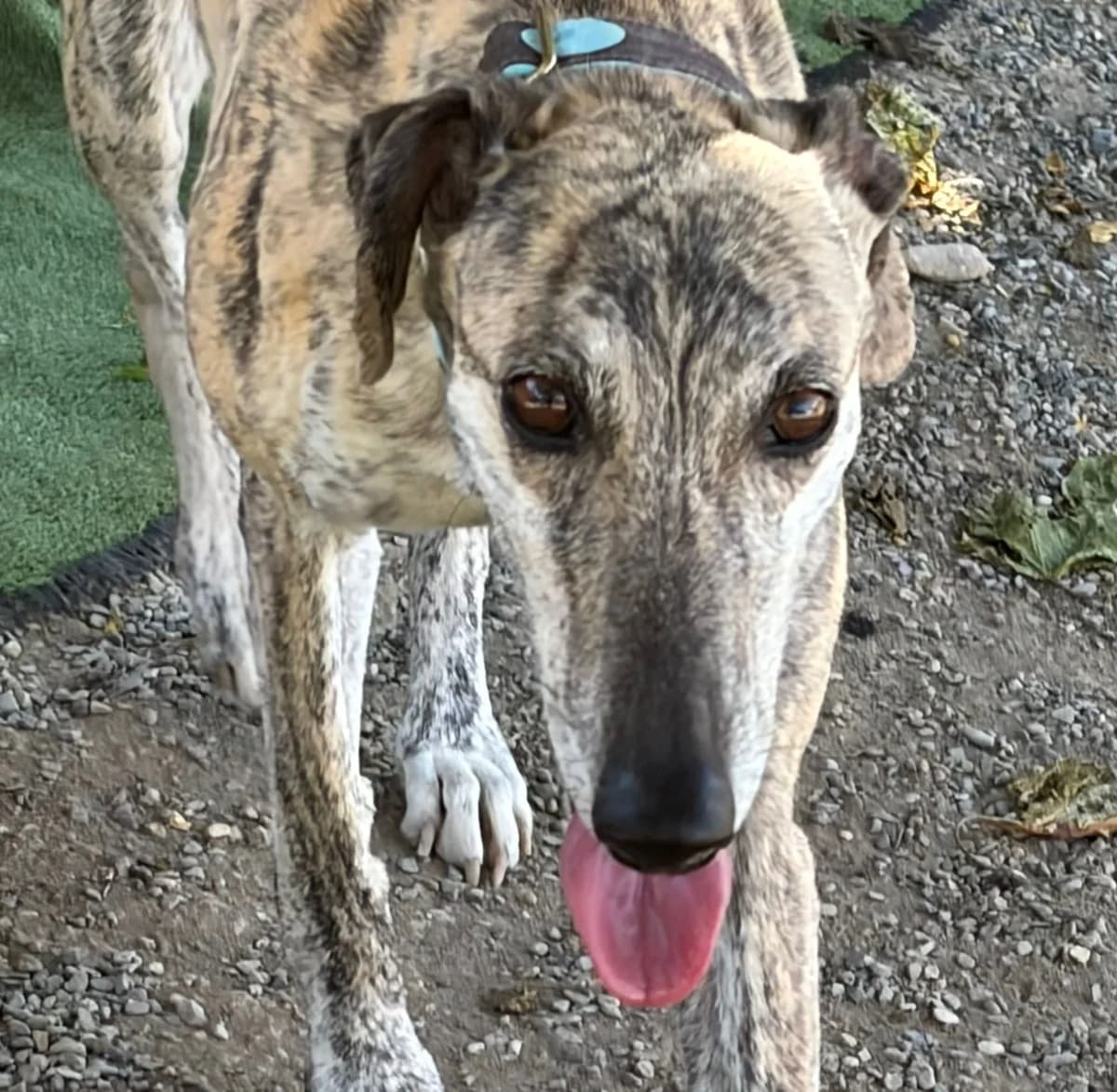 MENTA, Galgo Español for adoption at Galgos en Familia