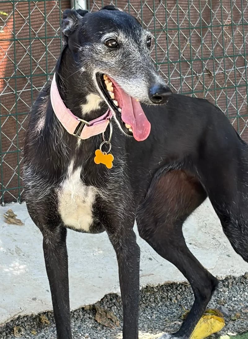NICA, female Galgo Español for adoption at Galgos en Familia