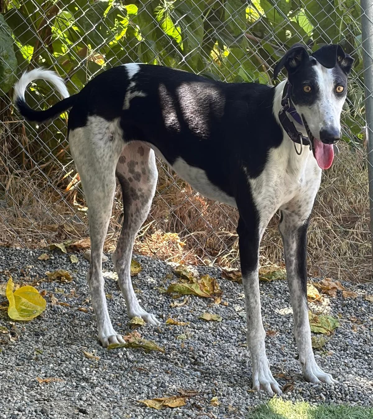 KENIA, female Galgo Español for adoption at Galgos en Familia