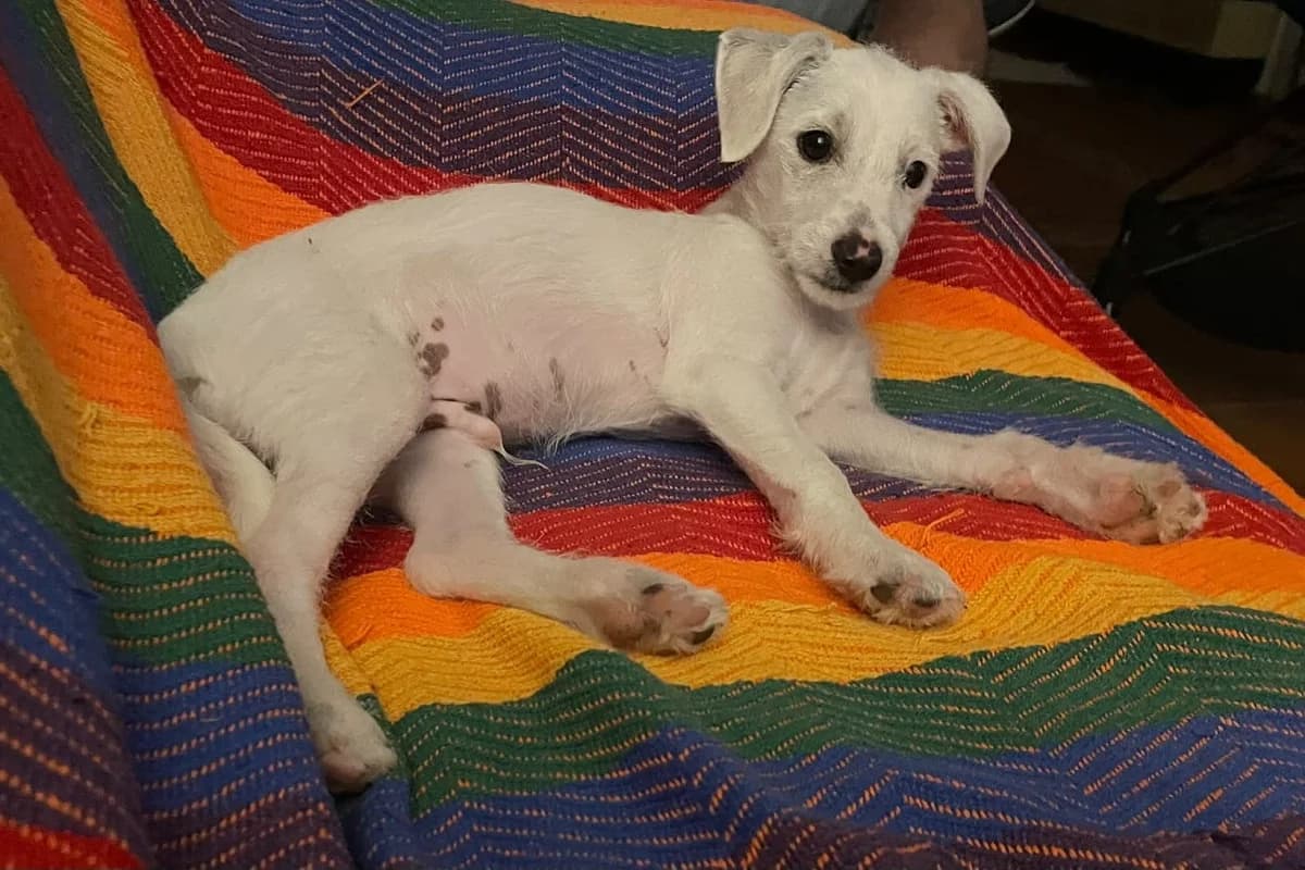 POLAR –,  puppy Podenco for adoption at Galgos en Familia