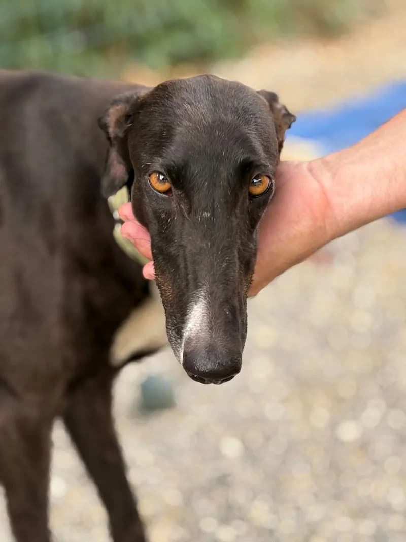 TE, female Galgo Español for adoption at Galgos en Familia