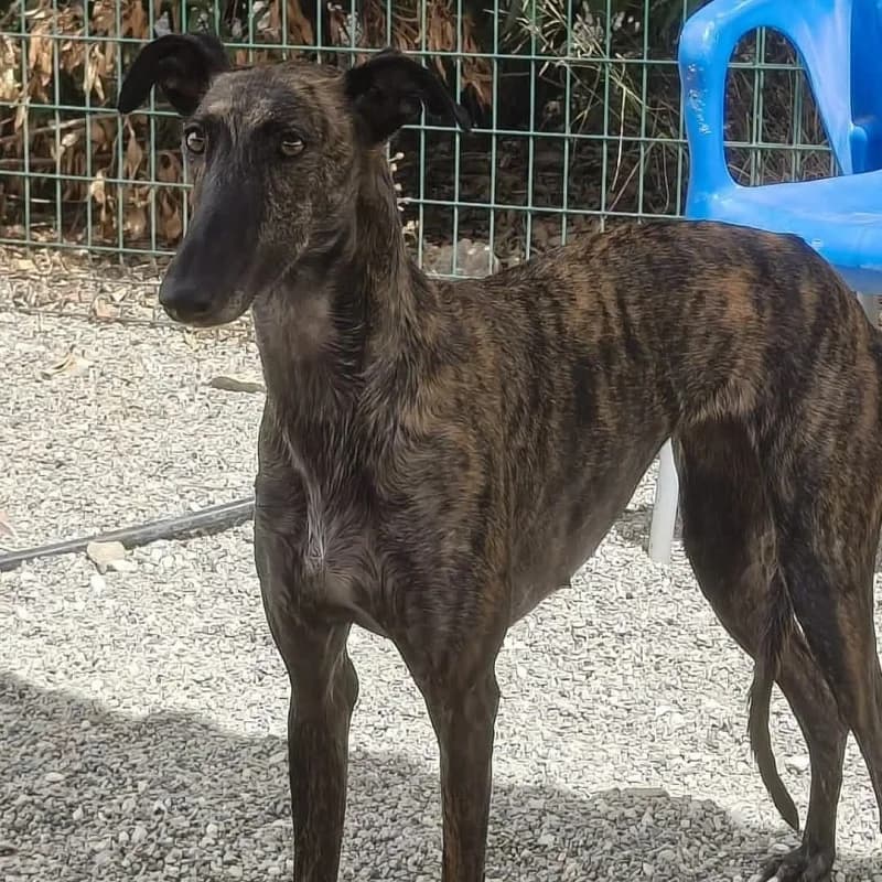 TILA,  Galgo Español for adoption at Galgos en Familia