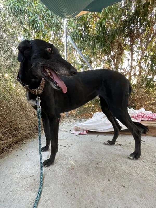 LIBRA, female Galgo Español for adoption at Galgos en Familia
