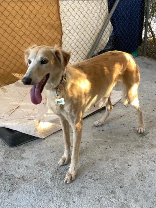 SUNNY, female Galgo Español for adoption at Galgos en Familia