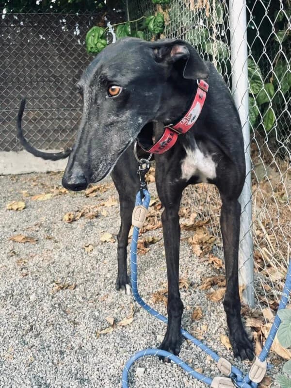 JULIO, male Galgo Español for adoption at Galgos en Familia