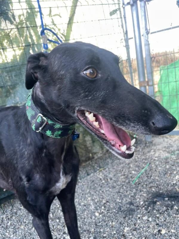 NANI, female Galgo Español for adoption at Galgos en Familia