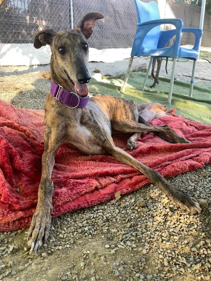 MARA, female Galgo Español for adoption at Galgos en Familia