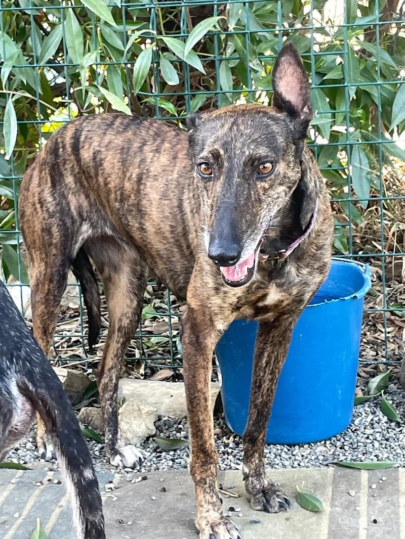 HAVANA, female Galgo Español for adoption at Galgos en Familia