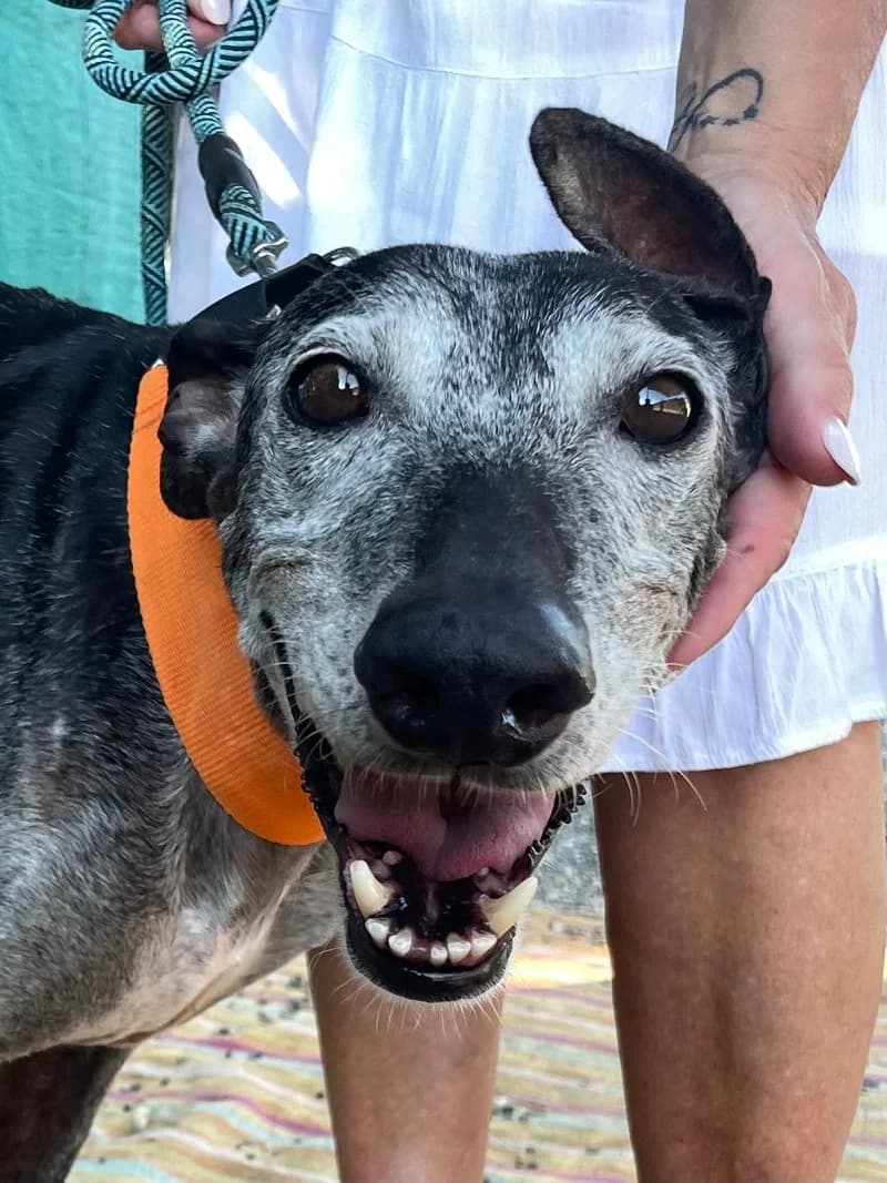 CAIRO, male Galgo Español for adoption at Galgos en Familia