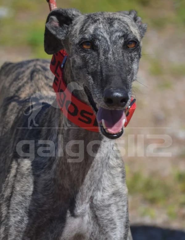 FOSCA, female 5yo Mixed Breed for adoption at Galgos 112