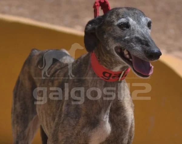 BERTA, female 7yo Mixed Breed for adoption at Galgos 112