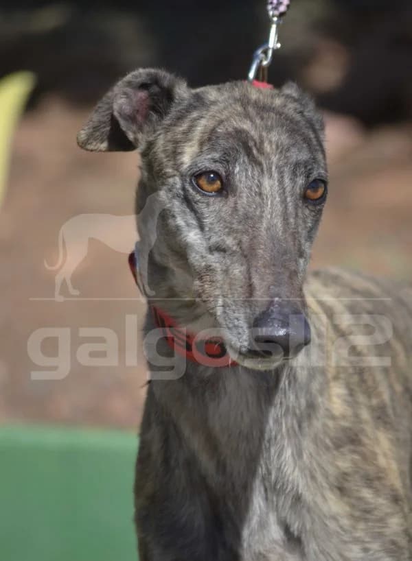 KABIR, male 5yo Mixed Breed for adoption at Galgos 112
