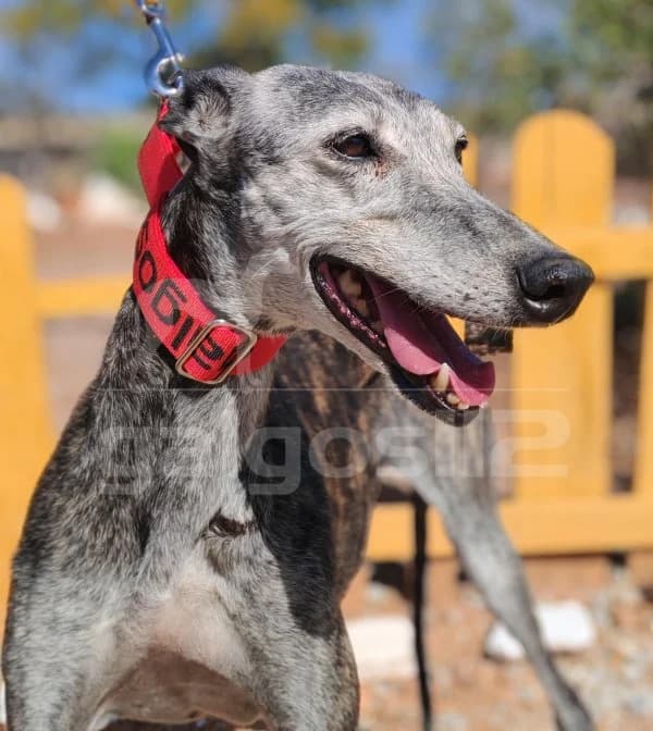 DAKOTA, female Mixed Breed for adoption at Galgos 112