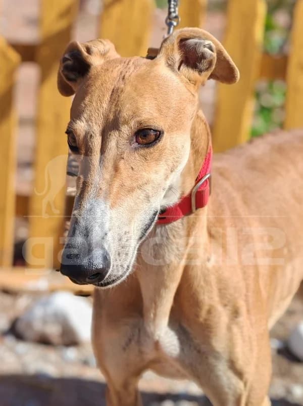 RA, male 3yo Mixed Breed for adoption at Galgos 112