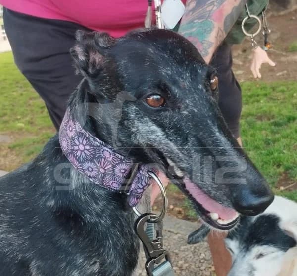 ANIKA, female Mixed Breed for adoption at Galgos 112