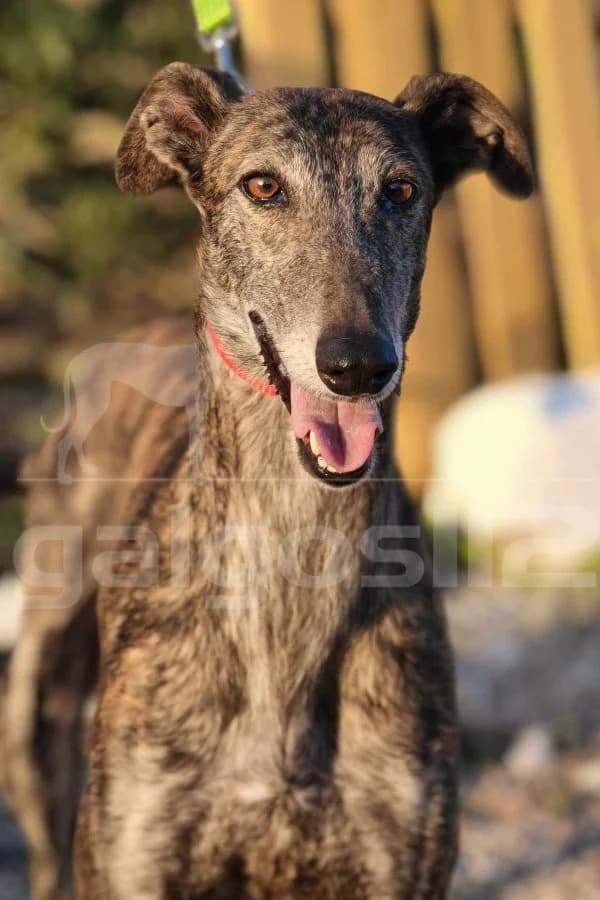 MEI, female young Mixed Breed for adoption at Galgos 112