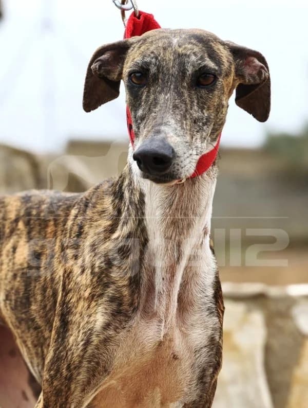 DALIA, female young Mixed Breed for adoption at Galgos 112