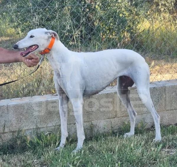 NIEVE, Mixed Breed (Galgos 112)