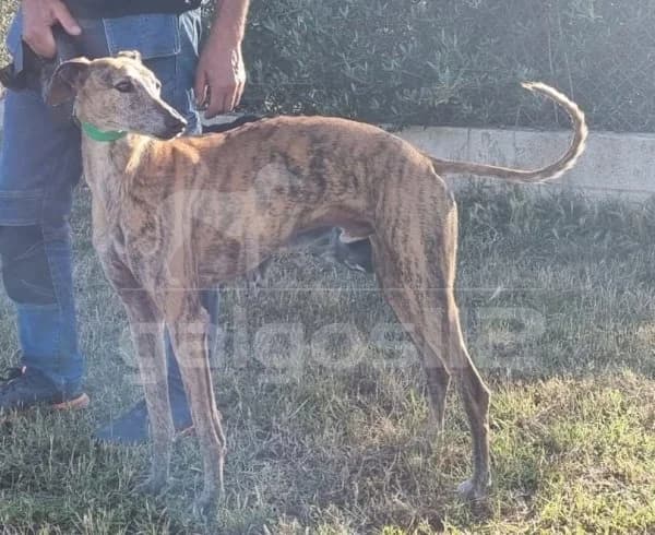 NANO, male Mixed Breed for adoption at Galgos 112
