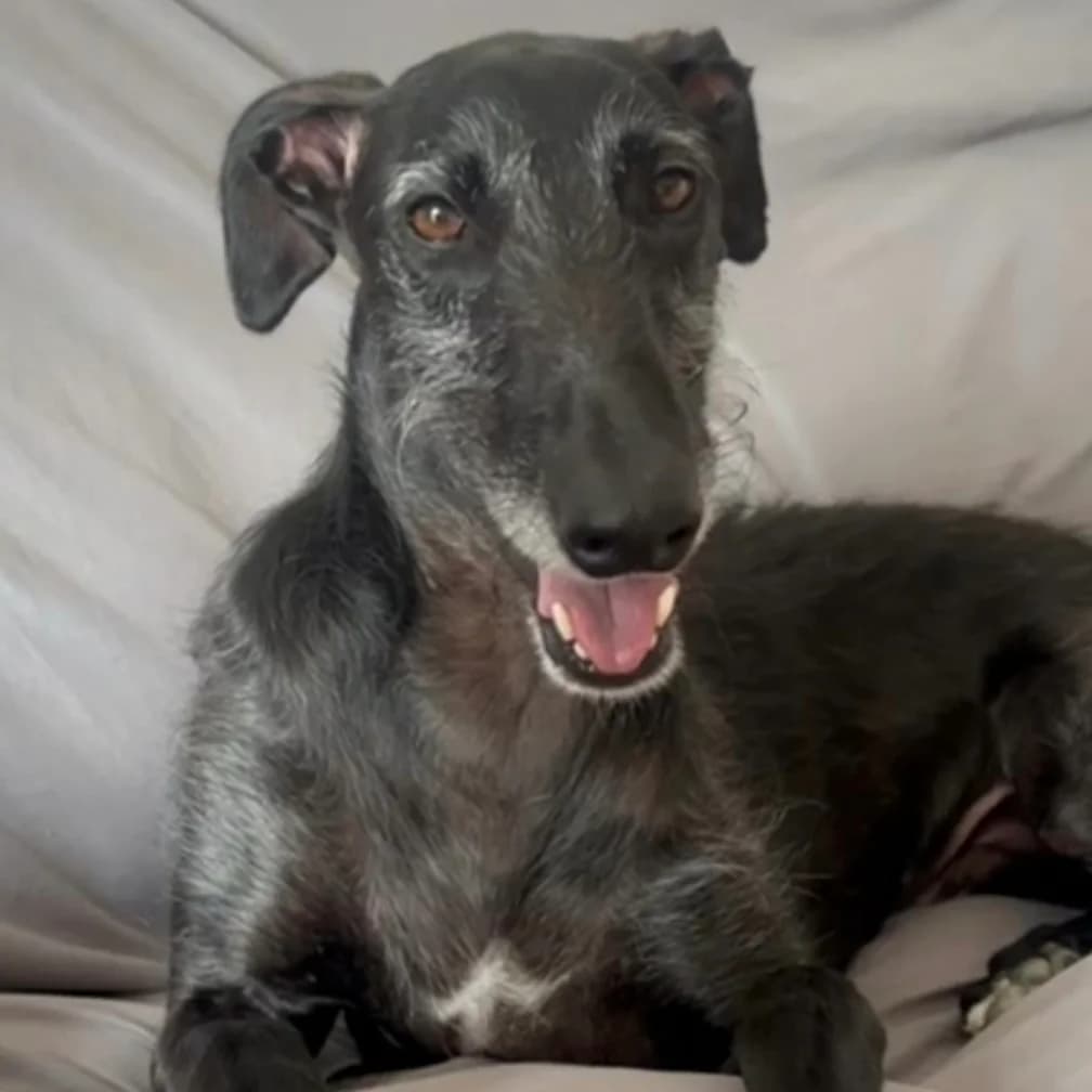 KOKI,  puppy Mixed Breed for adoption at Galgos de León, León