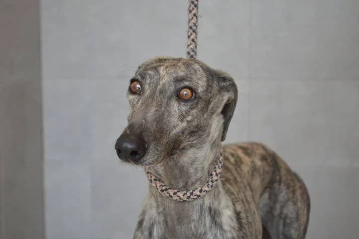 LHOTSE, female Galgo Español for adoption at Galgos del Sur
