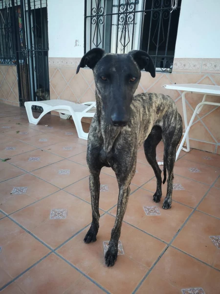 IVOR, male Galgo Español for adoption at Galgos del Sur