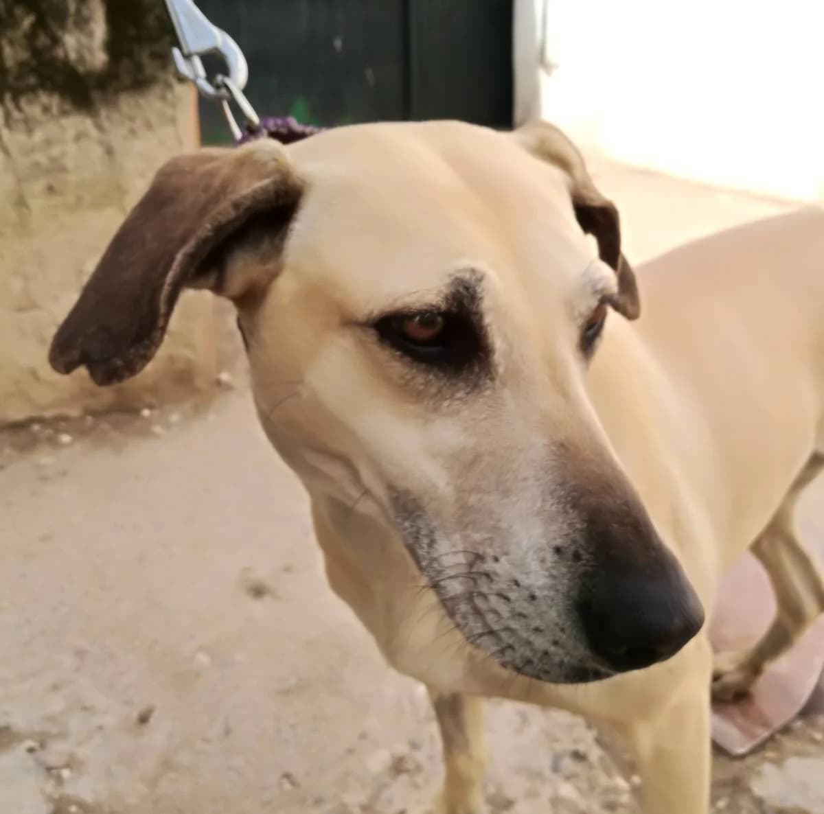 GRETCHEN, male Galgo Español for adoption at Galgos del Sur