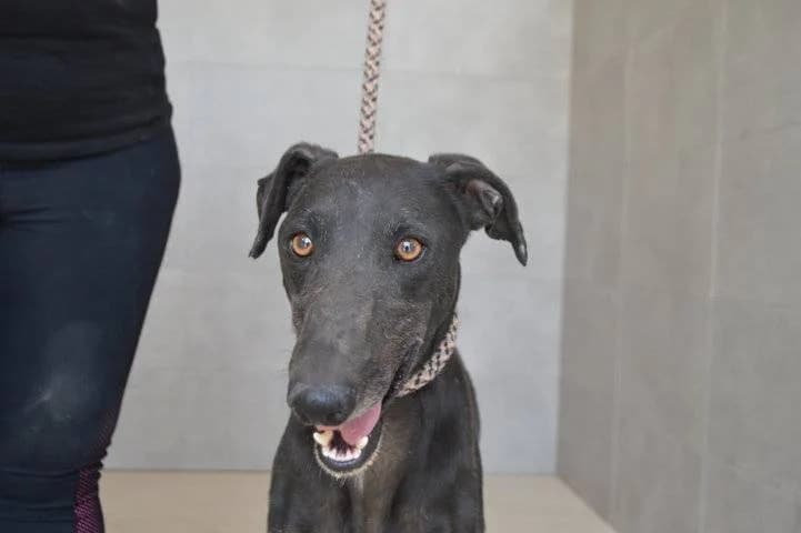 HOFNIR, male Galgo Español for adoption at Galgos del Sur