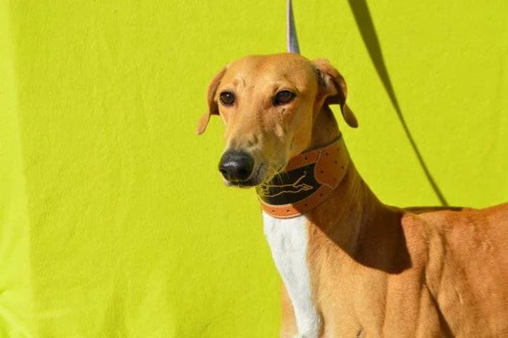 IRATI, female Galgo Español for adoption at Galgos del Sur