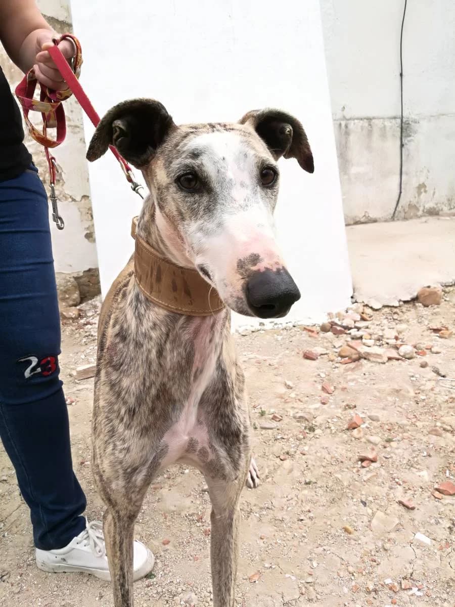 CONGO, male Galgo Español for adoption at Galgos del Sur