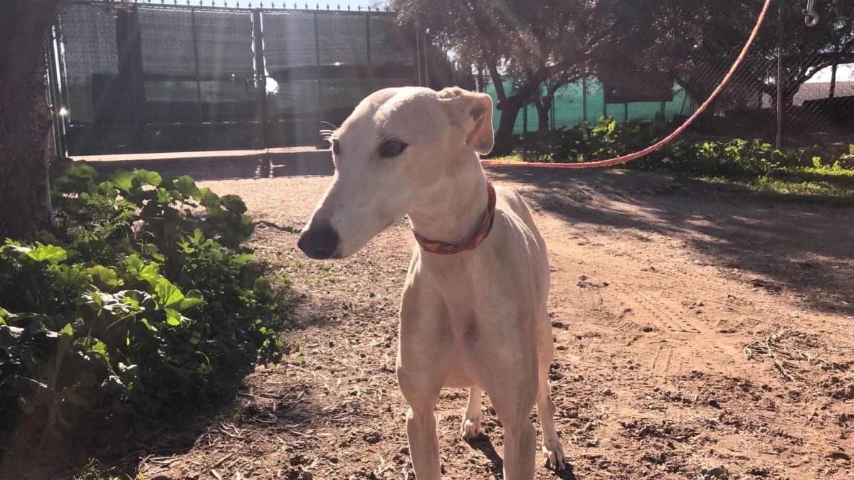 CASSATT, female Galgo Español for adoption at Galgos del Sur